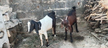 ૨ બકરી વેશવાનિ છે ૭ દિવશ નિ કાસિ