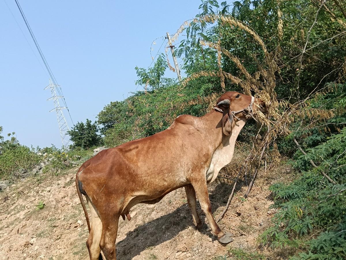 દેસી ગાય