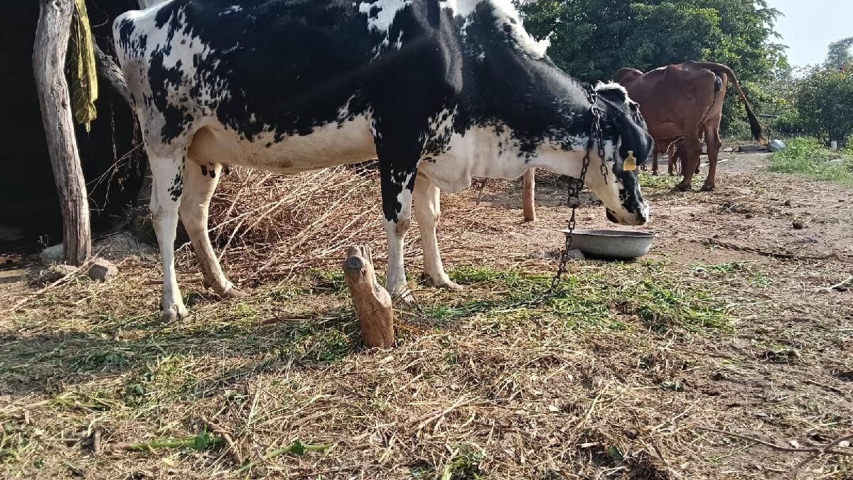 थंबनेल 2