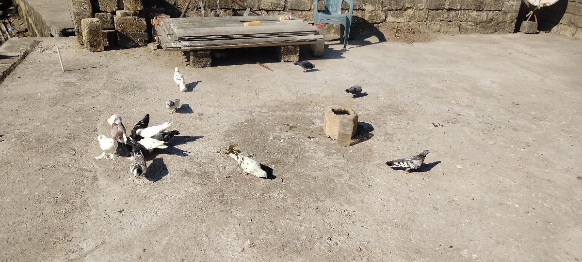 થંબનેલ 2