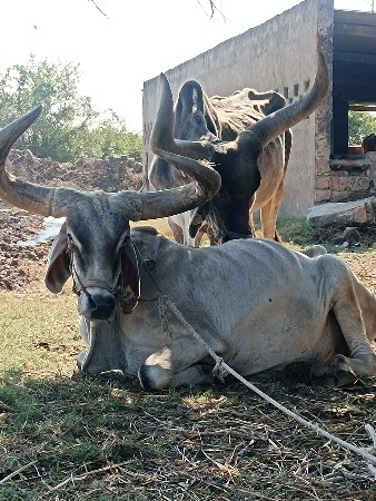 બળદ વેચવાના છે પાંચ ઘરના છે