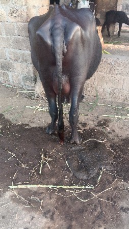 थंबनेल 3