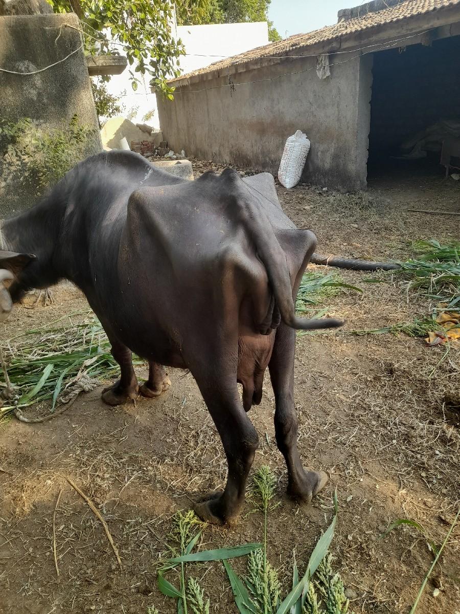 थंबनेल 2