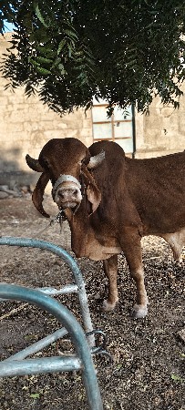 થંબનેલ 3