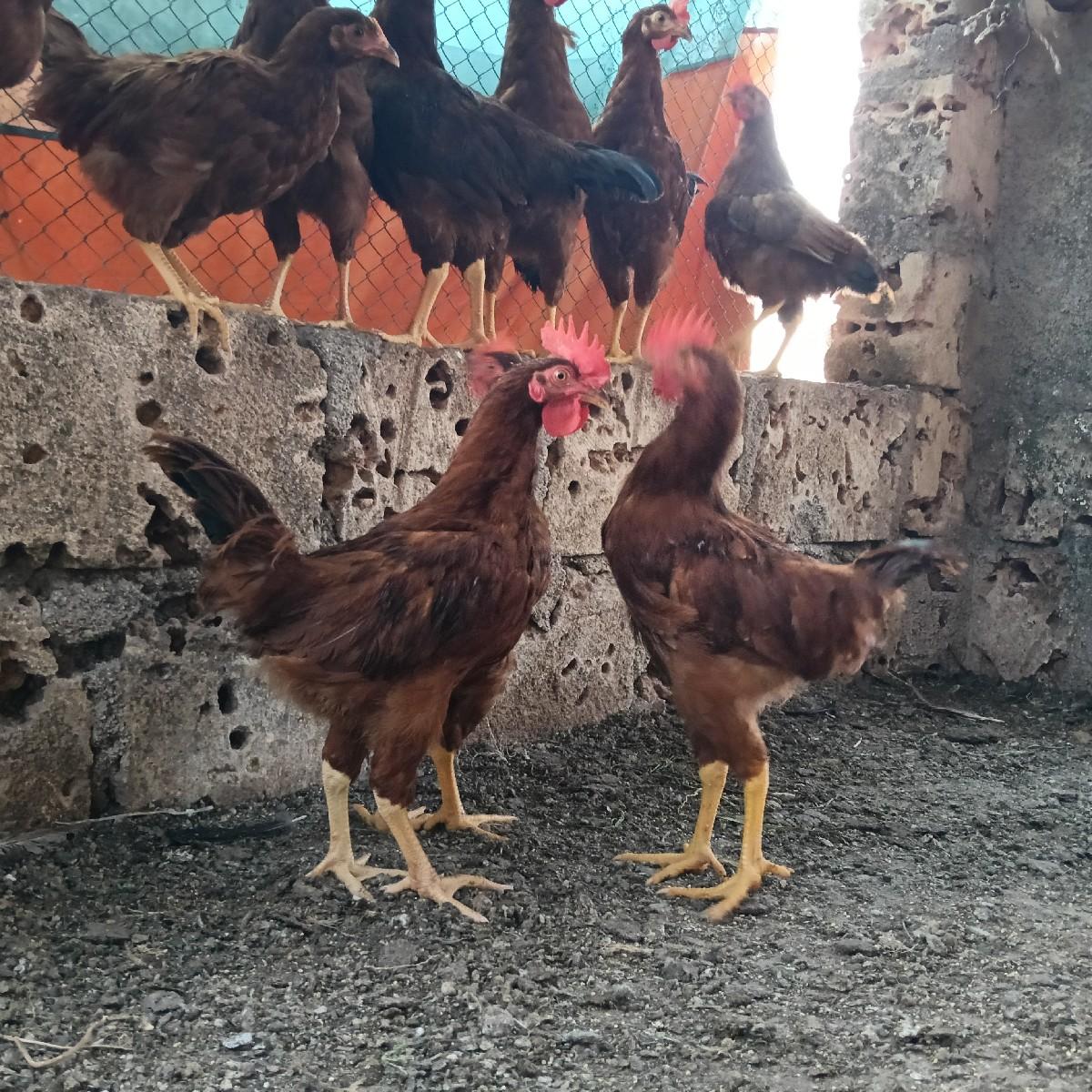 થંબનેલ 2