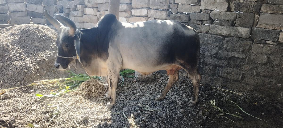 ગાય વેશવાની છે