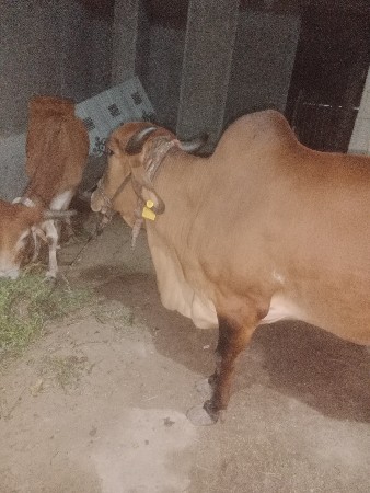 ગાય આપવાની છે