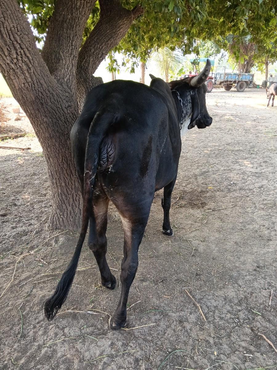 थंबनेल 3