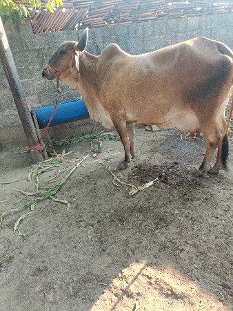 થંબનેલ 2