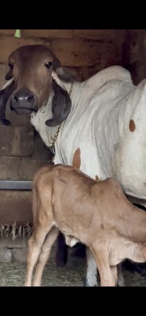 7 ગીર ગાયો વેશવાની સેં