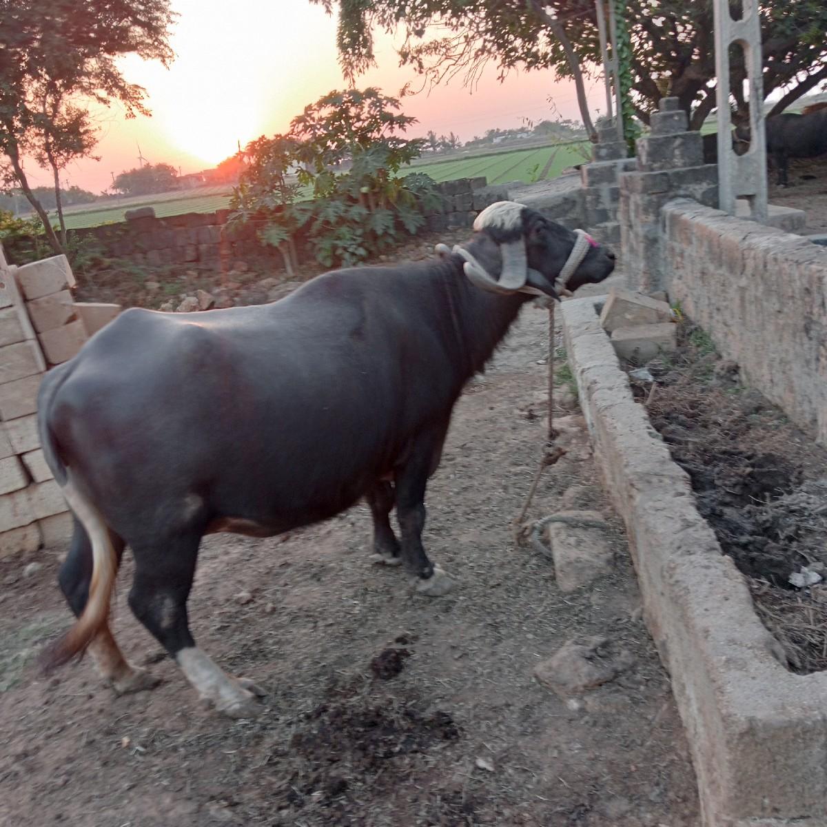 થંબનેલ 3