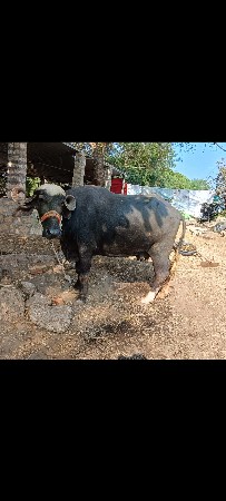 ભેંશ વેચવાની છે .