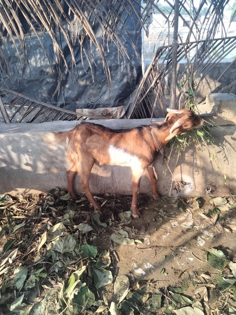 બકરા વેચવાના છે