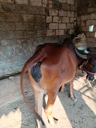 થંબનેલ 3