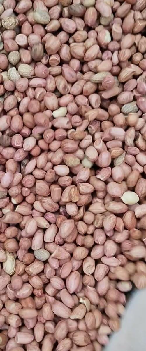 બિયારણ મગફળી