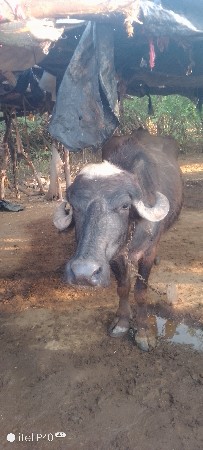 ભેંસ વેસ વા ની સે