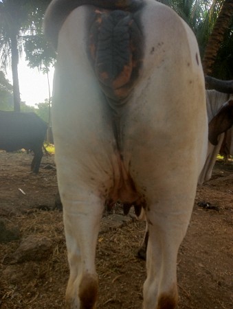 थंबनेल 3