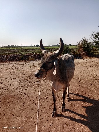 પુરા દાત