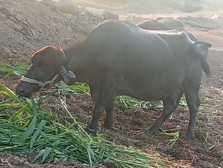 થંબનેલ 3