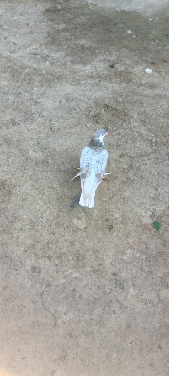 थंबनेल 3