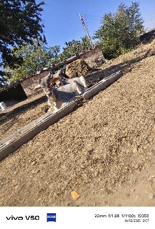 ગોઢલા વેચવાના છે