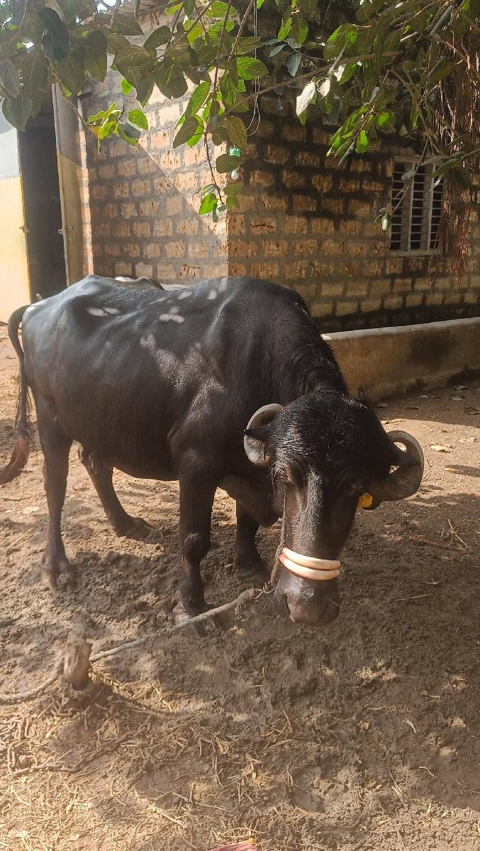 थंबनेल 3