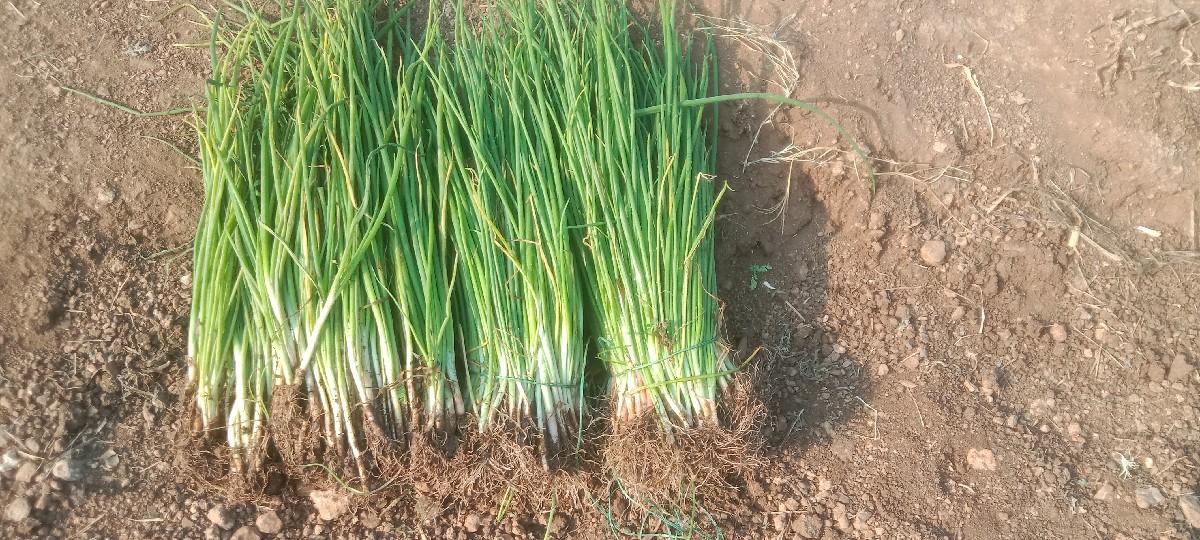 ડુંગળીનો રોપ વેચવાનો છે પીળી પતિ