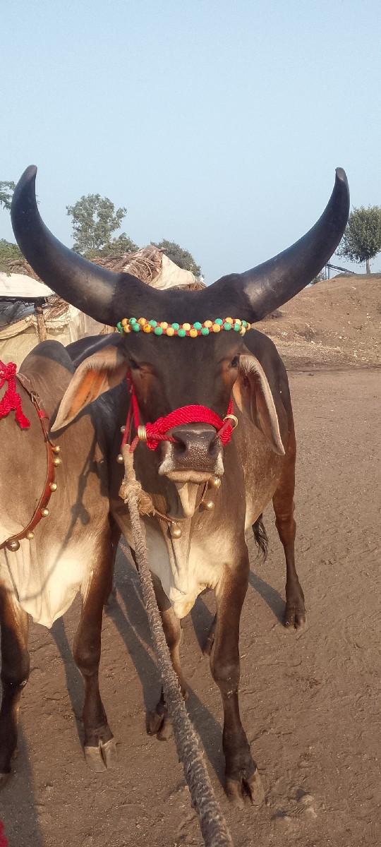 કોઈલાણા