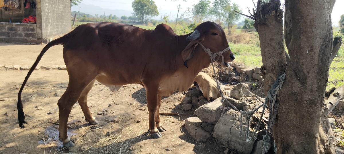 થંબનેલ 3