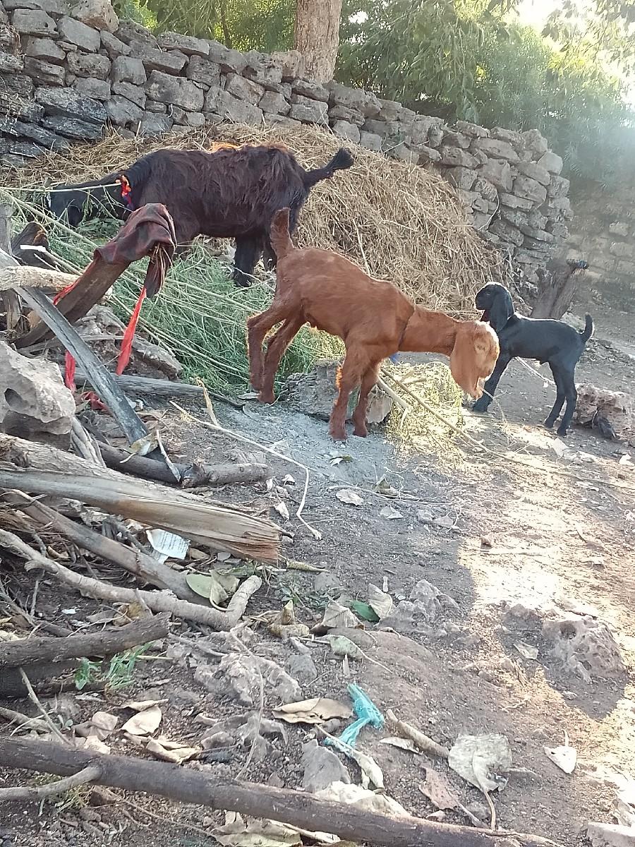 थंबनेल 2