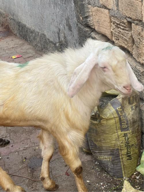 થંબનેલ 2