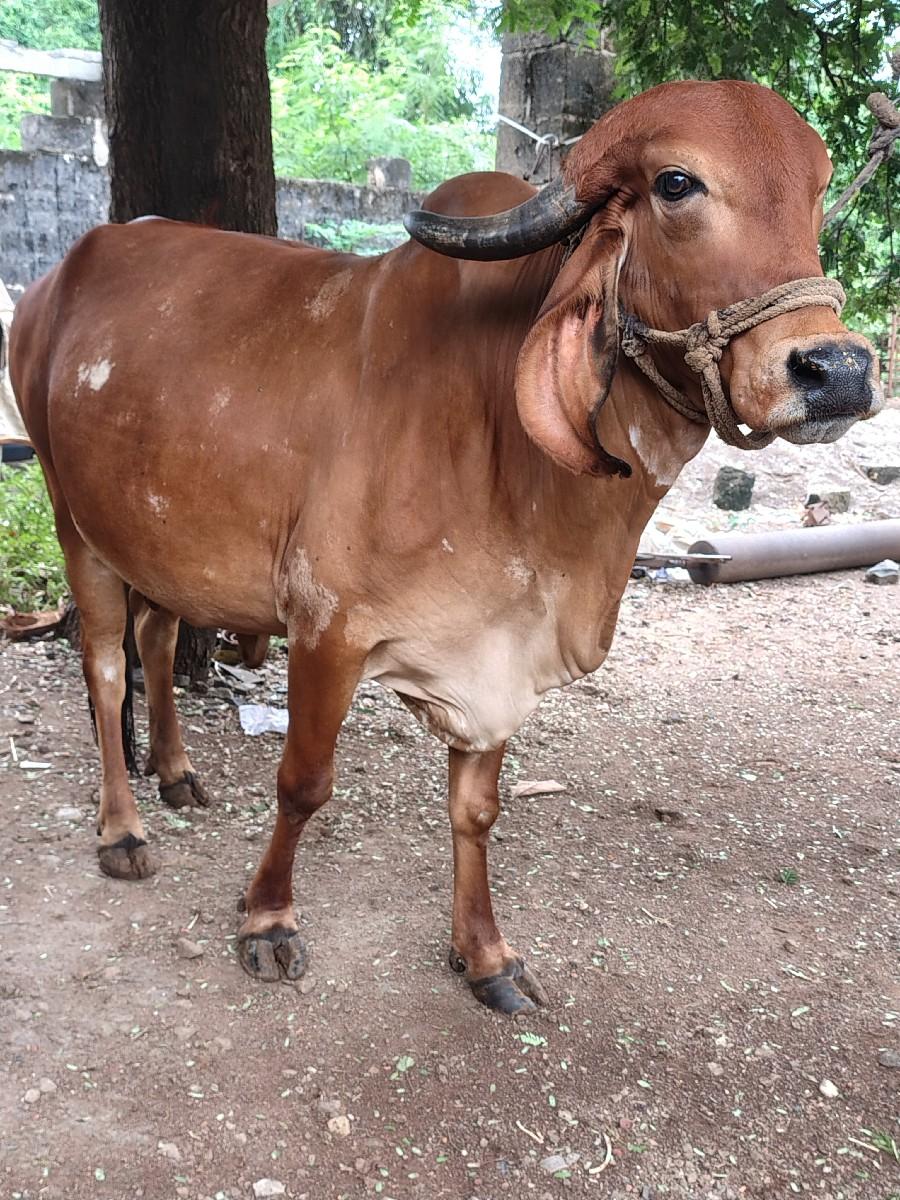 થંબનેલ 3