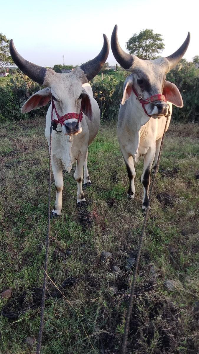 એક વાવણી વાવેલા