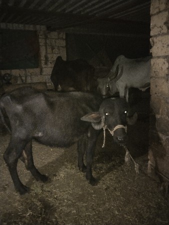 ભેંશ વેશવા ની છે અને એક ખડેલી