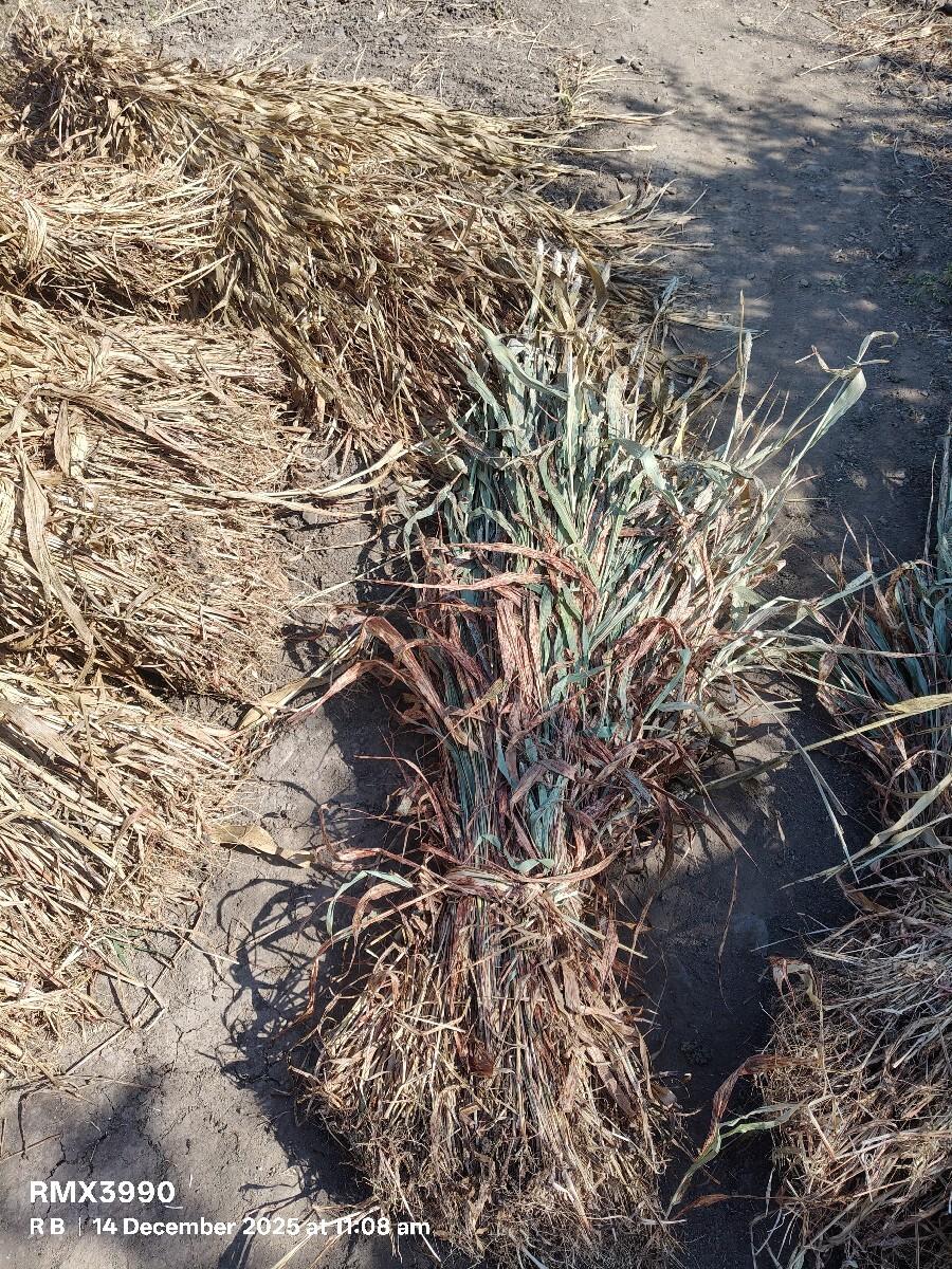 જુવાર વેચ વાની છે