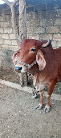 थंबनेल 3