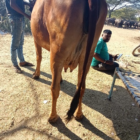 થંબનેલ 2