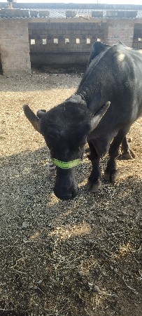 ભેંસ વેચવાની છે