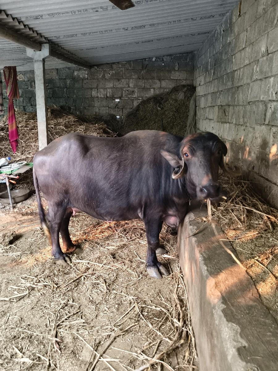 थंबनेल 3