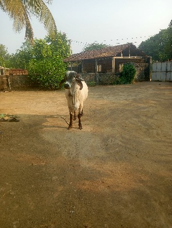 આ ગાય વેસવાની છે