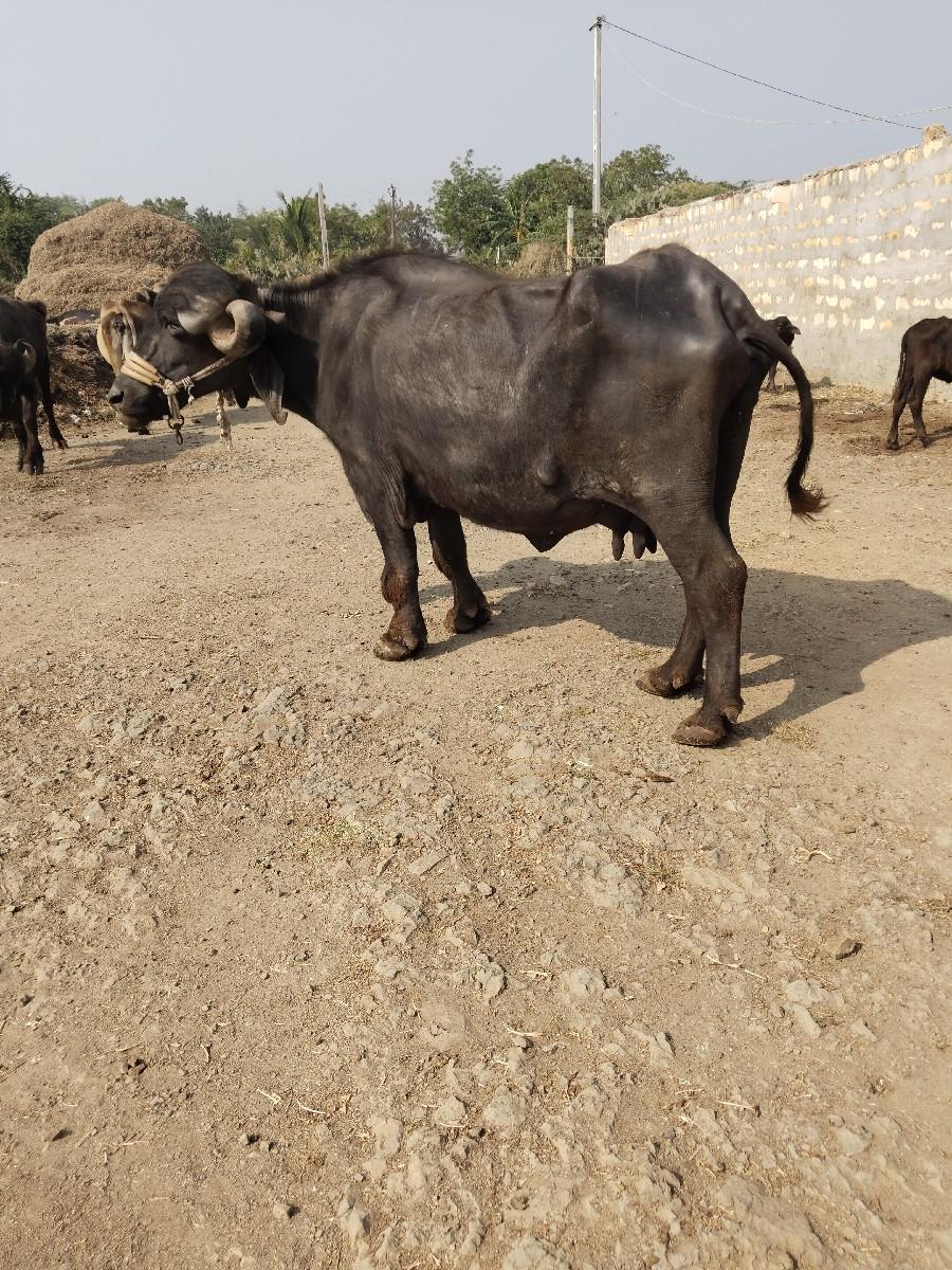 થંબનેલ 2