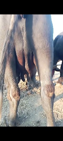 વેચવાની છે તે જોવે તરસે