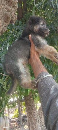 જર્મન શેફર્ડ