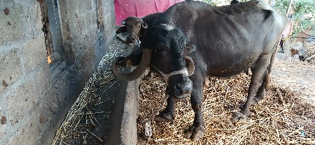 ભેસ વેચવાની છે