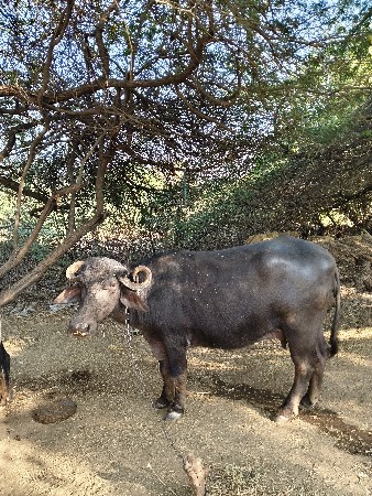 थंबनेल 3