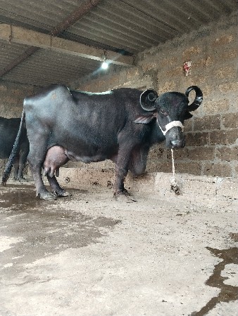 ભેંસ વેચવાની છે