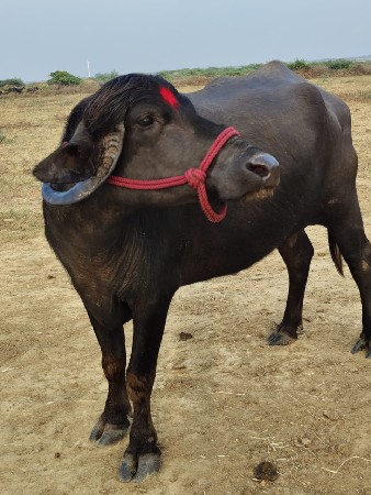 થંબનેલ 2