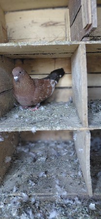 મારવાટ નર