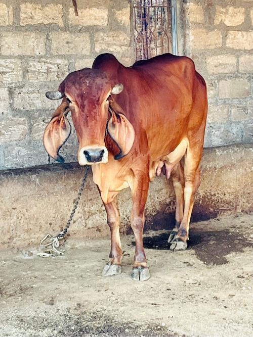 ગાય વેચવા ની વિયાની 10 દીવસ થયા