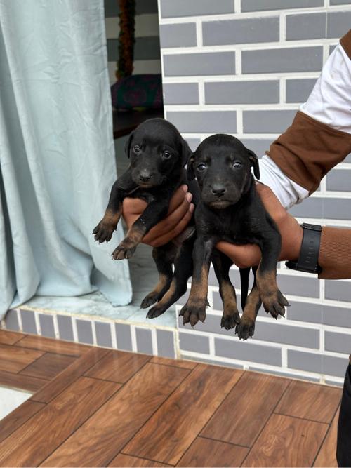 થંબનેલ 2